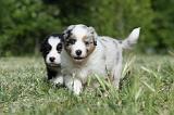 BERGER AUSTRALIEN PUPPIES 329